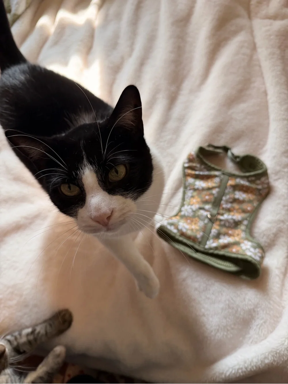 Olive Floral Cat Harness with Retro Daisies